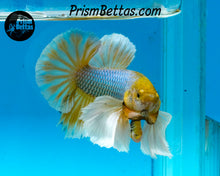 Load image into Gallery viewer, Mustard Gas Dumbo Halfmoon Plakat Male