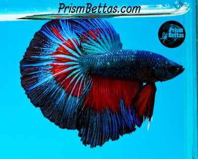 Superman Halfmoon Male