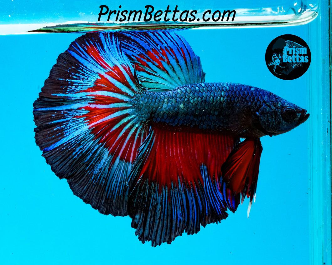 Superman Halfmoon Male