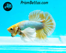 Load image into Gallery viewer, Mustard Gas Dumbo Halfmoon Plakat Male