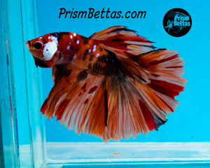 Candy Koi Halfmoon Male