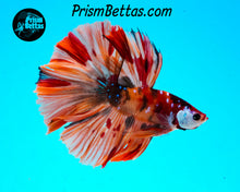 Load image into Gallery viewer, Candy Koi Halfmoon Male