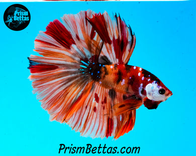 Candy Koi Halfmoon Male