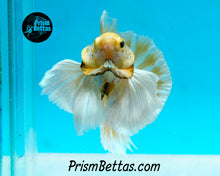 Load image into Gallery viewer, Mustard Gas Dumbo Halfmoon Plakat Male