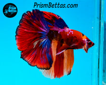 Load image into Gallery viewer, Rainbow Marble Halfmoon Male