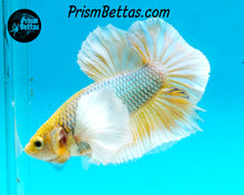 Load image into Gallery viewer, Mustard Gas Dumbo Halfmoon Plakat Male