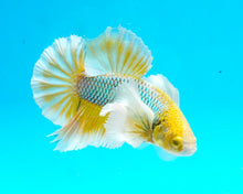 Load image into Gallery viewer, Mustard Gas Dumbo Halfmoon Plakat Male