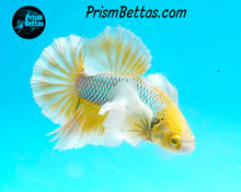 Load image into Gallery viewer, Mustard Gas Dumbo Halfmoon Plakat Male