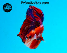 Load image into Gallery viewer, Rainbow Marble Halfmoon Male