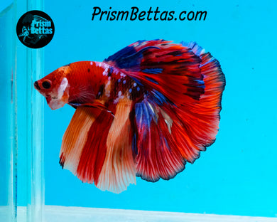 Rainbow Marble Halfmoon Male