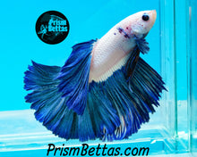 Load image into Gallery viewer, Blue Rim Marble Halfmoon Male