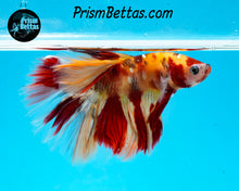 Load image into Gallery viewer, Candy Koi Halfmoon Male