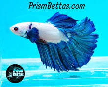 Load image into Gallery viewer, Blue Rim Marble Halfmoon Male