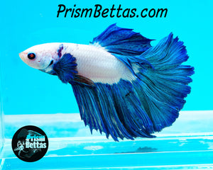 Blue Rim Marble Halfmoon Male