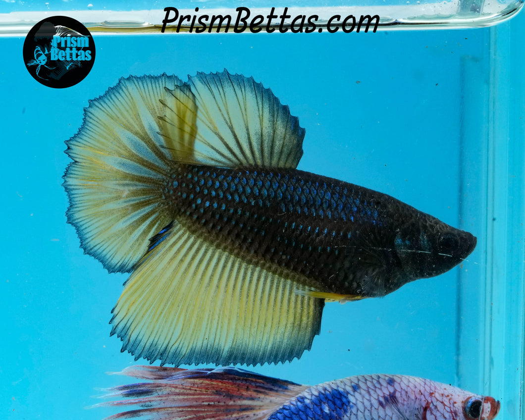 Mustard Gas Halfmoon Female