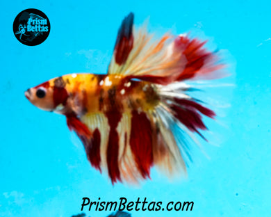 Candy Koi Halfmoon Male