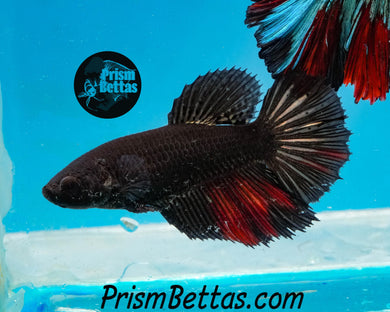 Red Devil Halfmoon Female