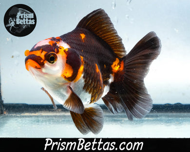 Tricolor Oranda Goldfish