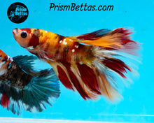 Load image into Gallery viewer, Candy Koi Halfmoon Male