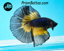 Load image into Gallery viewer, Mustard Gas Butterfly Halfmoon Male