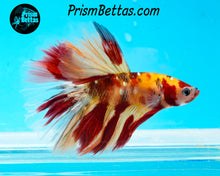 Load image into Gallery viewer, Candy Koi Halfmoon Male