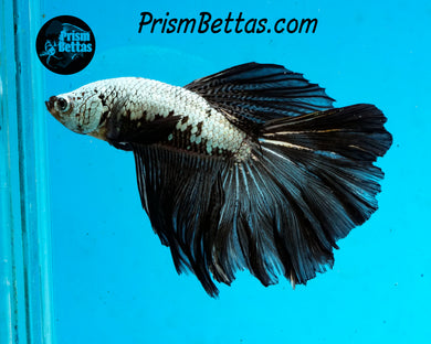 Black Dragon Halfmoon Male