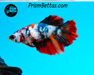 Marble Halfmoon Female
