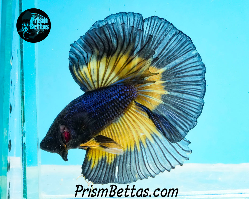 Mustard Gas Butterfly Halfmoon Male