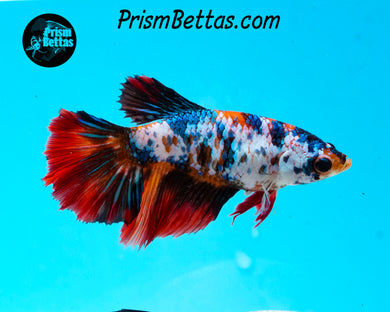 Marble Halfmoon Female