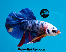 Load image into Gallery viewer, Marble Halfmoon Plakat Male