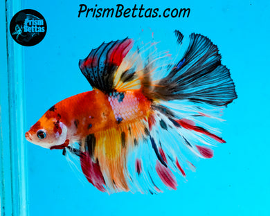 Rainbow Marble Halfmoon Male