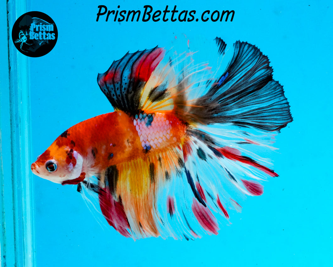 Rainbow Marble Halfmoon Male