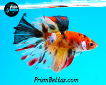 Load image into Gallery viewer, Rainbow Marble Halfmoon Male