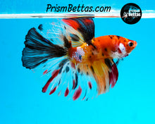 Load image into Gallery viewer, Rainbow Marble Halfmoon Male