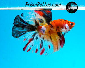Rainbow Marble Halfmoon Male