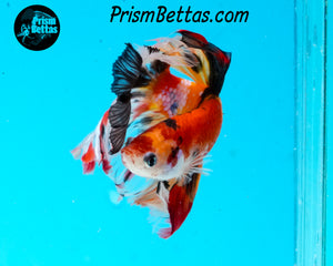 Rainbow Marble Halfmoon Male