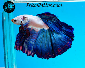 Blue Rim Marble Halfmoon Male