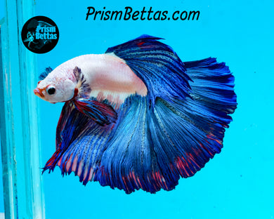 Blue Rim Marble Halfmoon Male