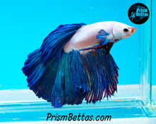 Load image into Gallery viewer, Blue Rim Marble Halfmoon Male