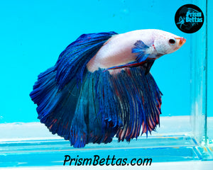 Blue Rim Marble Halfmoon Male