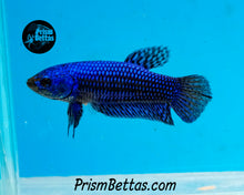 Load image into Gallery viewer, Blue Alien Female Bred by Frank&#39;s Bettas