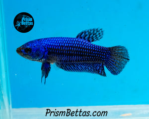 Blue Alien Female Bred by Frank's Bettas