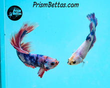 Load image into Gallery viewer, Purple Marble Halfmoon Female