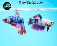 Load image into Gallery viewer, Purple Marble Halfmoon Female