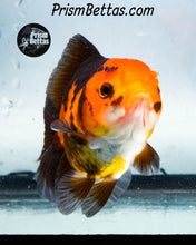 Load image into Gallery viewer, Red and Black Oranda Goldfish