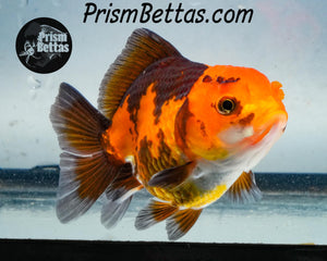 Red and Black Oranda Goldfish