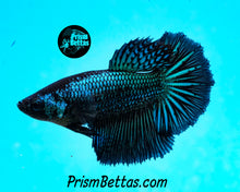 Load image into Gallery viewer, Green Orchid Halfmoon Female