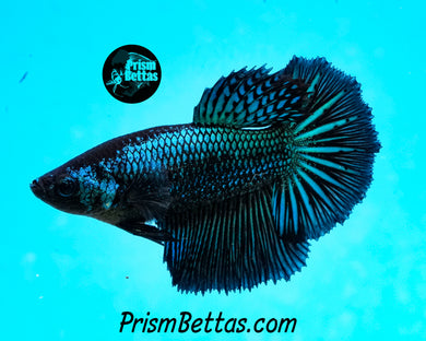 Green Orchid Halfmoon Female