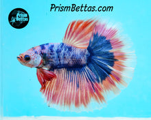 Load image into Gallery viewer, Pink Marble Halfmoon Male