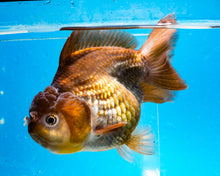Load image into Gallery viewer, Bronze Panda Oranda Goldfish Female (4.5 inches). Imported from Thailand